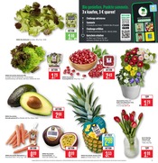 Aktueller Marktkauf Prospekt mit Blumen, "Aktuelle Angebote", Seite 5