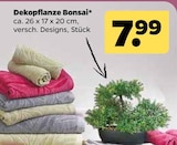 Dekopflanze Bonsai für 7,99 € bei Netto mit dem Scottie im Angebot Dekopflanze Bonsai im aktuellen Netto mit dem Scottie Prospekt
