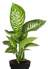 Dieffenbachie 'Reeva' im Dehner Garten-Center Prospekt Dieffenbachie 'Reeva' von im aktuellen Dehner Garten-Center Prospekt für 14,99 €