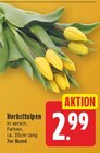 Herbsttulpen im Angebot bei E center in Falkensee Herbsttulpen Angebote bei E center Falkensee für 2,99 €