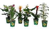 Plantes fleuries exotiques à Carrefour dans Les Baumettes Plantes fleuries exotiques à Carrefour dans Les Baumettes