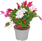 Kaufland Rheda-Wiedenbrück - Herbstkaktus Angebot im Prospekt Herbstkaktus bei Kaufland im Rheda-Wiedenbrück Prospekt für 4,44 €