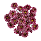 Chrysanthemen im Angebot bei Lidl in Neubrandenburg Chrysanthemen Angebote bei Lidl Neubrandenburg für 2,49 €