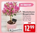 EDEKA Bullay - Wunderblume Bougainvillea Angebot im Prospekt Wunderblume Bougainvillea bei EDEKA im Bullay Prospekt für 12,99 €