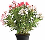 Oleander Trio von  im aktuellen Dehner Garten-Center Prospekt für 17,99 €