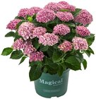 Hortensie XL im Angebot bei REWE in Konstanz Hortensie XL Angebote von Magical bei REWE Konstanz für 15,00 €
