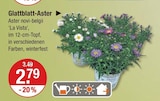 Glattblatt-Aster im V-Markt Prospekt Glattblatt-Aster von im aktuellen V-Markt Prospekt für 2,79 €