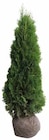 Thuja von KÖLLE für 8,88 € bei Pflanzen Kölle im Angebot Thuja von KÖLLE im aktuellen Pflanzen Kölle Prospekt