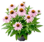 Echinacea oder Hosta für 2,49 € bei Thomas Philipps im Angebot Echinacea oder Hosta im aktuellen Thomas Philipps Prospekt