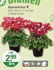 Alpenveilchen im V-Markt Prospekt Alpenveilchen von im aktuellen V-Markt Prospekt fĂŒr 2,99 âŹ