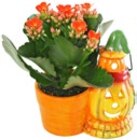 Halloween-Pflanzen im Angebot bei Kaufland in Neuwied Halloween-Pflanzen Angebote bei Kaufland Neuwied für 1,99 €
