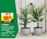 Palmen im Angebot bei toom Baumarkt in Schwäbisch Gmünd Palmen Angebote bei toom Baumarkt Schwäbisch Gmünd für 15,99 €