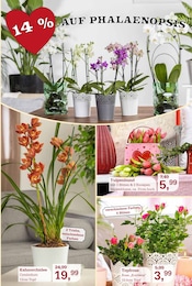 Aktueller Garten-Center Nordharz GmbH & Co. KG Prospekt mit Tulpen, "Zoo & Co.", Seite 3