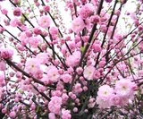 Mandelbäumchen-Busch im Angebot bei Thomas Philipps in Moers Mandelbäumchen-Busch Angebote bei Thomas Philipps Moers für 9,99 €