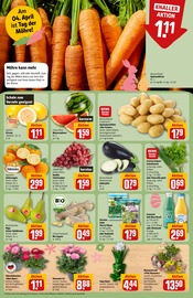 Blumen im REWE Prospekt in Kassel Aktueller REWE Prospekt mit Blumen, "Dein Markt", Seite 12