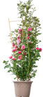 Kletterrose Starlet für 19,99 € bei Blume 2000 im Angebot Kletterrose Starlet im aktuellen Blume 2000 Prospekt