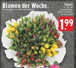 Tulpen im Angebot bei EDEKA in Borken Tulpen Angebote bei EDEKA Borken für 1,99 €