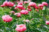 Pivoine herbacée ECLOZ - ECLOZ à 9,99 € dans le catalogue Jardiland