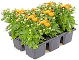 Chrysanthemen bei Thomas Philipps im Wuppertal Prospekt für 3,59 €