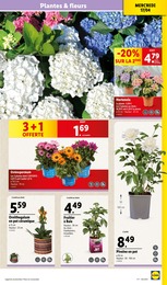 Offre Arbre Fruitier dans le catalogue Lidl du moment à la page 29