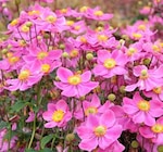 Pflanzen Kölle Borgsdorf - Herbst-Anemone Angebot im Prospekt Herbst-Anemone bei Pflanzen Kölle im Borgsdorf Prospekt für 9,99 €