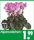 Aktuelles Alpenveilchen Angebot bei Wreesmann in Dresden ab 1,99 €