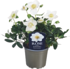 Christrose „Helleborus“ im tegut Prospekt Christrose „Helleborus“ von im aktuellen tegut Prospekt für 6,99 €