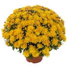 Chrysanthème en promo chez Carrefour Grigny à 2,89 €