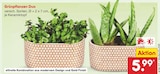 Grünpflanzen Duo im Angebot bei Netto Marken-Discount in Münster Grünpflanzen Duo Angebote bei Netto Marken-Discount Münster für 5,99 €