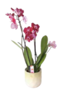 EDEKA Mitterfels - Orchidee Multiflora Angebot im Prospekt Orchidee Multiflora bei EDEKA im Mitterfels Prospekt für 9,99 €