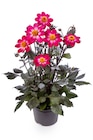 Dahlia à fleurs simples - Jardiland Dahlia à fleurs simples à 9,99 € dans le catalogue Jardiland