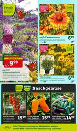 Pflanzen Kölle Sommerflieder im Prospekt Pflanzen Kölle Sommerflieder im Prospekt