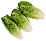 Romana Salatherzen von REWE Beste Wahl für 1,49 € bei REWE im Angebot Romana Salatherzen von REWE Beste Wahl im aktuellen REWE Prospekt