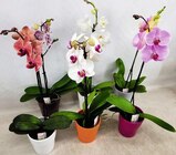 Phalaenopsis 1 tige dans le catalogue Casino Supermarchés