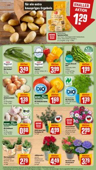 Pflanzen im aktuellen REWE Prospekt (Regensburg) Pflanzen im REWE Prospekt "Dein Markt" mit 18 Seiten (Regensburg)