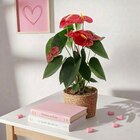 Anthurium royal à Carrefour dans Vigneulles-lès-Hattonchâtel Anthurium royal à Carrefour dans Vigneulles-lès-Hattonchâtel