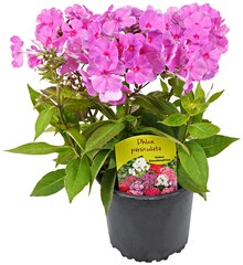 »Phlox« bei REWE in Krefeld »Phlox« im Angebot bei REWE Krefeld für 2,49 €