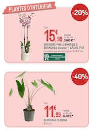 Prix et réduction Plante D'intérieur dans le prospectus Botanic en cours Offre Plante D'intérieur dans le catalogue Botanic du moment à la page 11