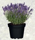 bauSpezi Sulzfeld - Lavendel Angebot im Prospekt Lavendel bei bauSpezi im Sulzfeld Prospekt für 4,99 €