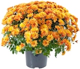Aktuelles Chrysanthemenbusch XL Angebot bei REWE in München ab 4,99 €