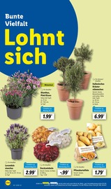 Aktueller Lidl Prospekt mit Kräuter, "LIDL LOHNT SICH", Seite 46