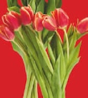 Aktuelles Tulpen Angebot bei Netto Marken-Discount in Koblenz ab 1,99 €