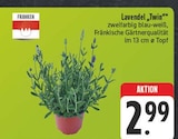Lavendel 'Twin' im Angebot bei EDEKA in Fürth Lavendel 'Twin' Angebote von Franken bei EDEKA Fürth für 2,99 €