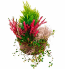 Bepflanzte Herbstschale im Hagebaumarkt Prospekt Bepflanzte Herbstschale im aktuellen Hagebaumarkt Prospekt für 12,99 €