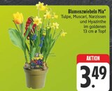 Blumenzwiebeln Mix im Angebot bei EDEKA in Erlangen Blumenzwiebeln Mix Angebote bei EDEKA Erlangen für 3,49 €