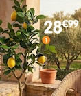 Citronnier artificiel en promo chez B&M Paris à 28,99 €