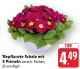 Bepflanzte Schale mit 3 Primeln Angebote bei EDEKA Baden-Baden für 4,49 €