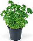 Petersilie kraus Angebote von REWE Beste Wahl bei REWE Bad Homburg für 1,29 €