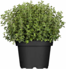 Italienische Kräuter bei Hagebaumarkt im Prospekt "" für 2,49 €