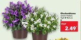 Glockenblume Angebote bei Kaufland Hennef für 2,49 €